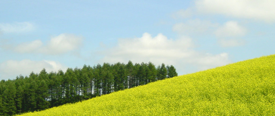 kikarashihatake.jpg