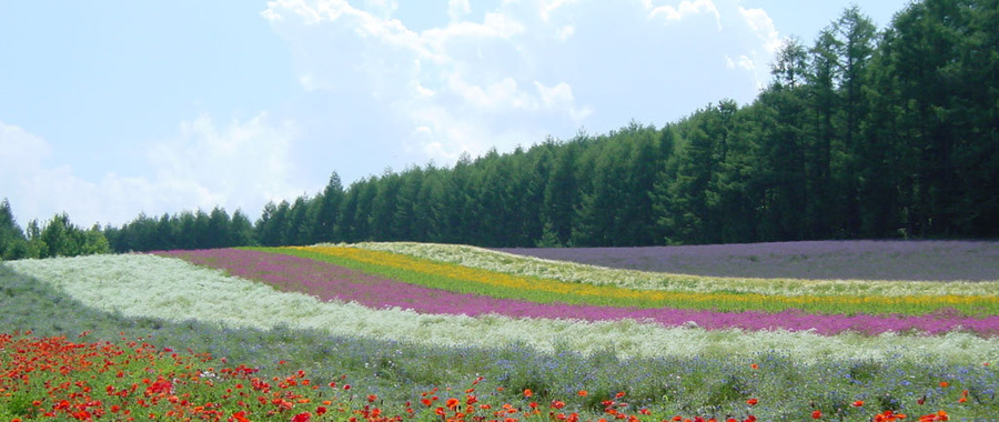 irodorinohatake2.jpg